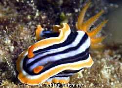 Pyjama sea slug at Sandbeach Hotel Jetty, Hurghada. Freed... by Tobias Reitmayr 